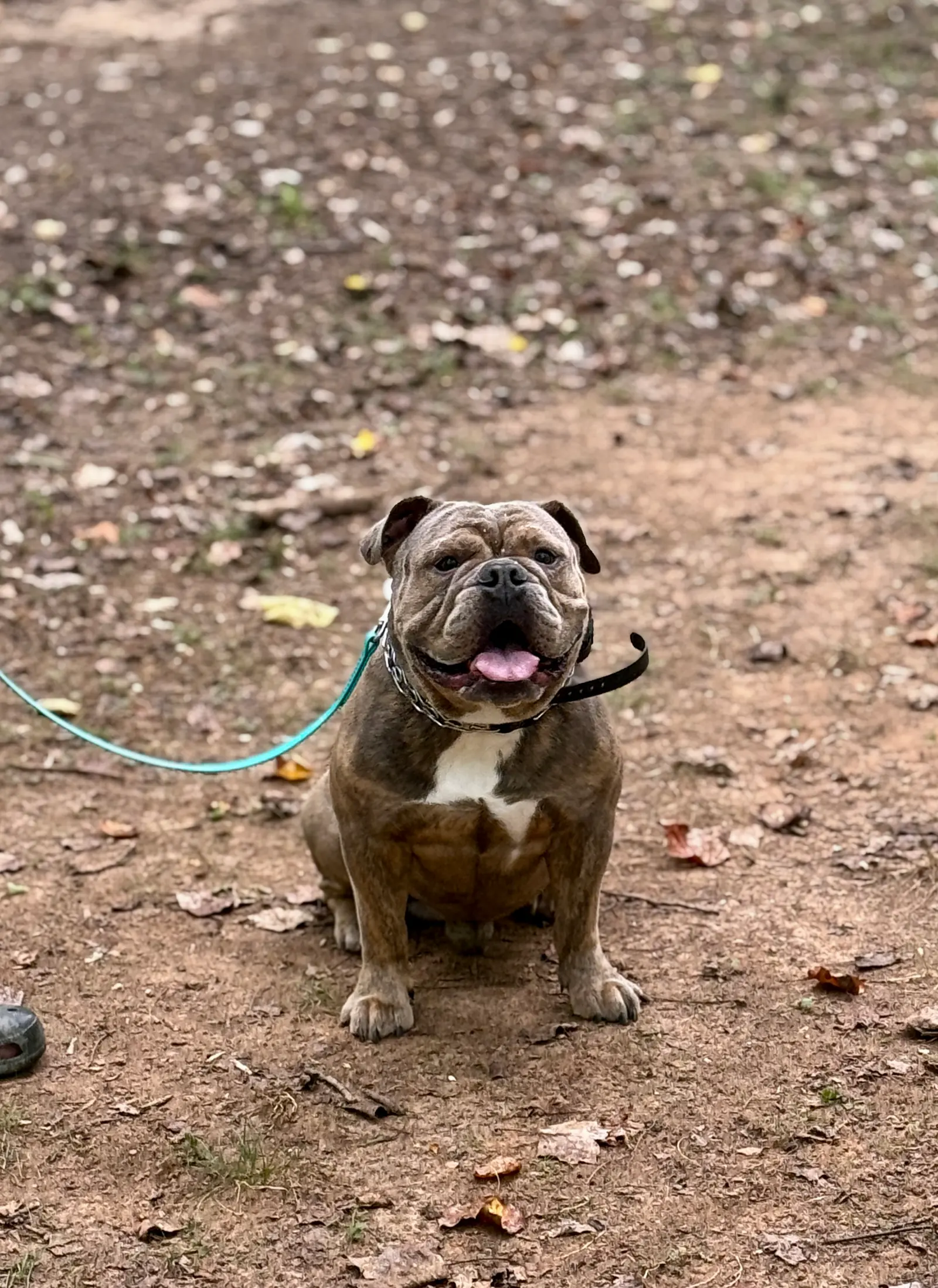 Advanced obedience training at Georgia Doggy Dojo 11